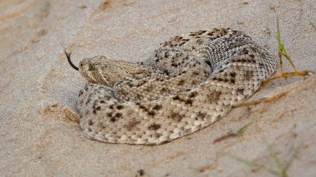 rattlesnake out during texas snake season