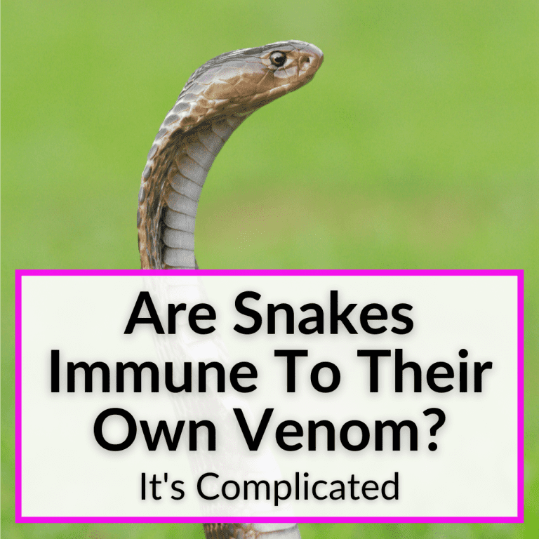 Are Snakes Immune To Their Own Venom? (It's Complicated)
