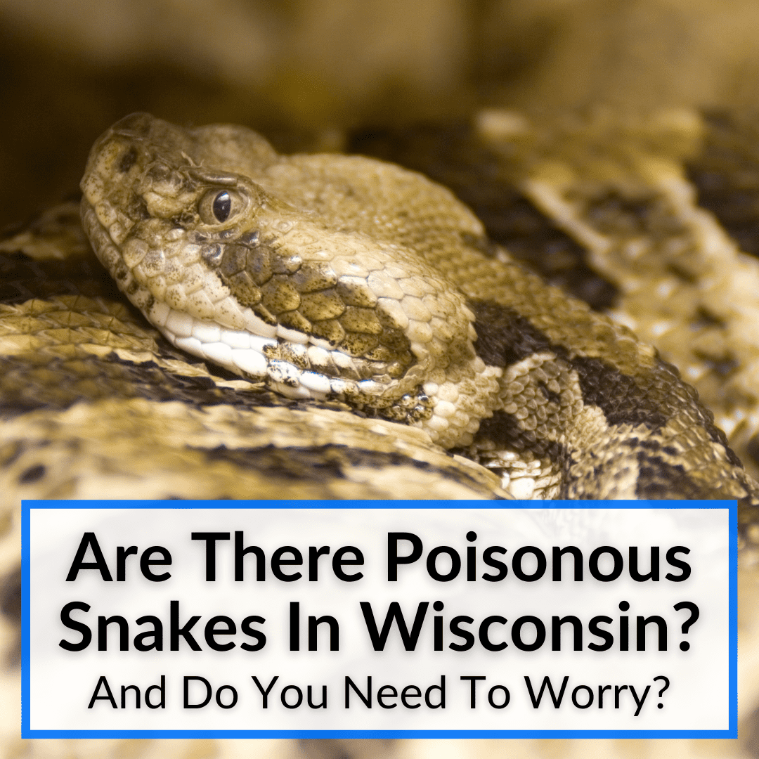 Are There Poisonous Snakes In Wisconsin