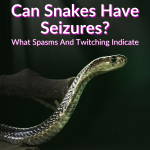 Can Snakes Have Seizures