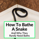 How To Bathe A Snake