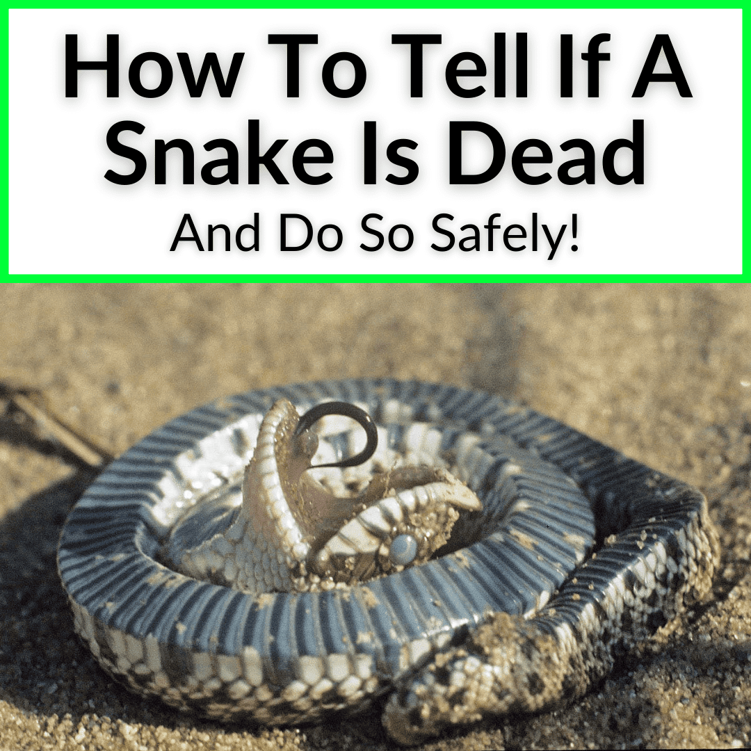How To Tell If A Snake Is Dead