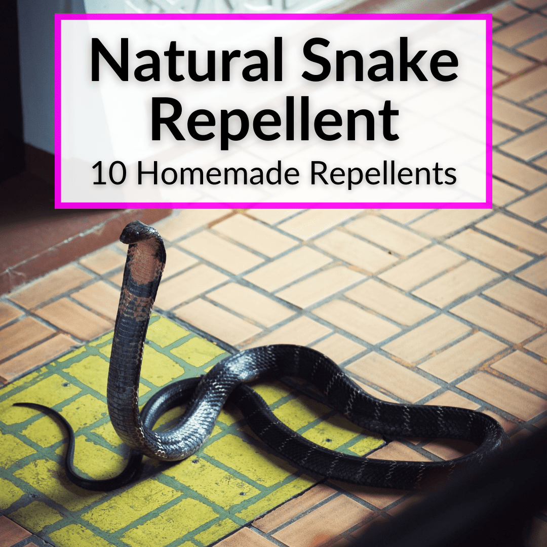 Natural Snake Repellent