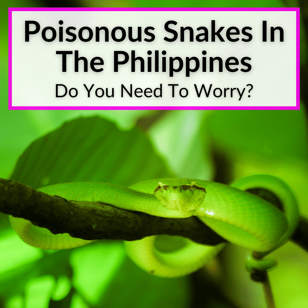 TOP 10 Venomous Snakes In The Philippines You Should Know, 45% OFF