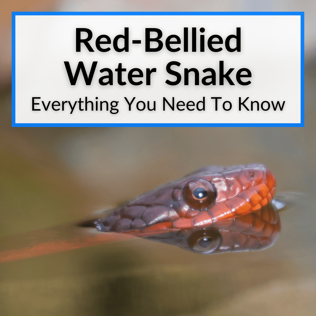 Red-Bellied Water Snake
