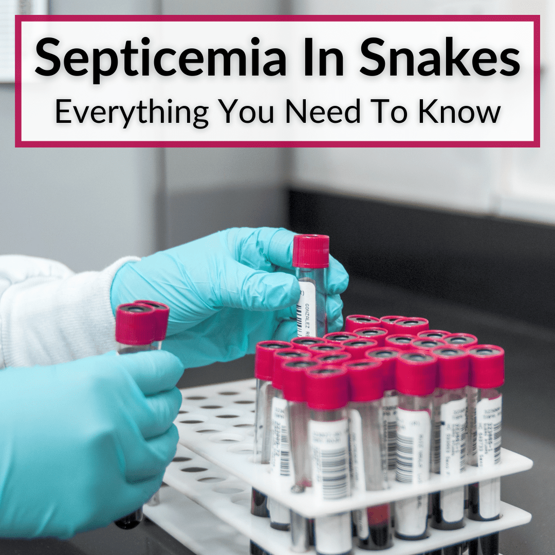 Septicemia In Snakes