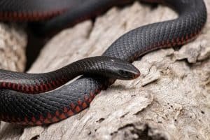 Why Do Snakes Have Two Penises? (+How They Work)