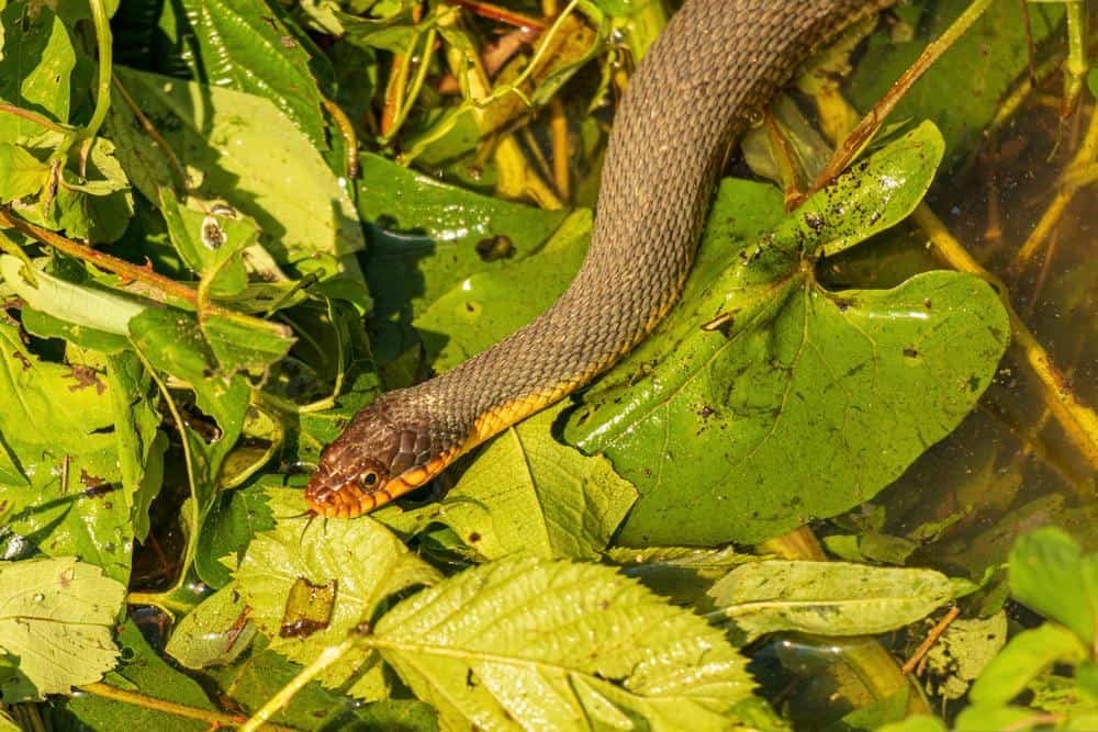 red-bellied water snake on leaves