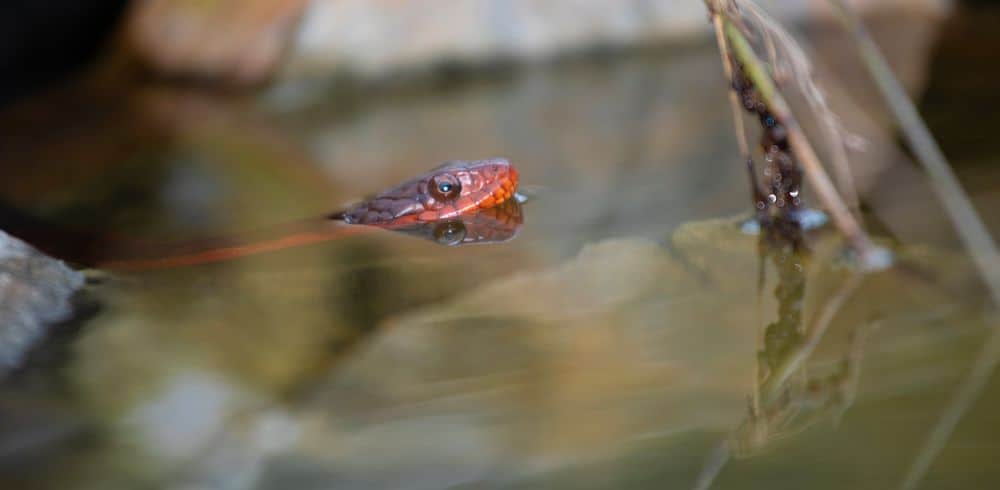 Red-bellied water snake swimming in pond