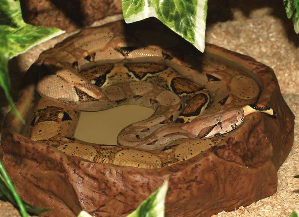 snake bathing in water bowl