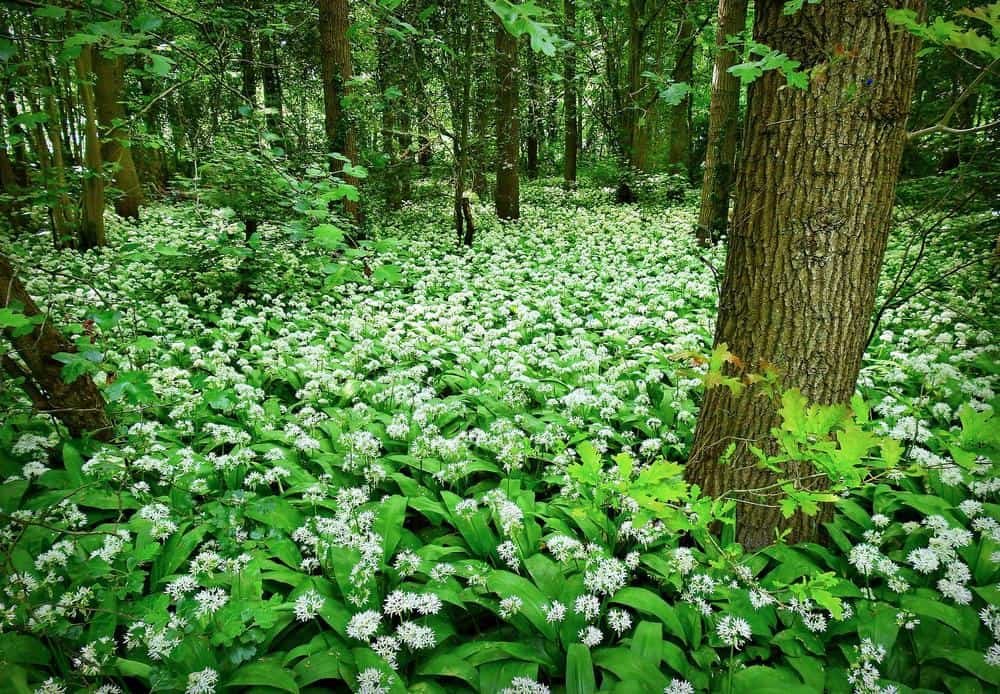 snake repellent plants garlic and onion