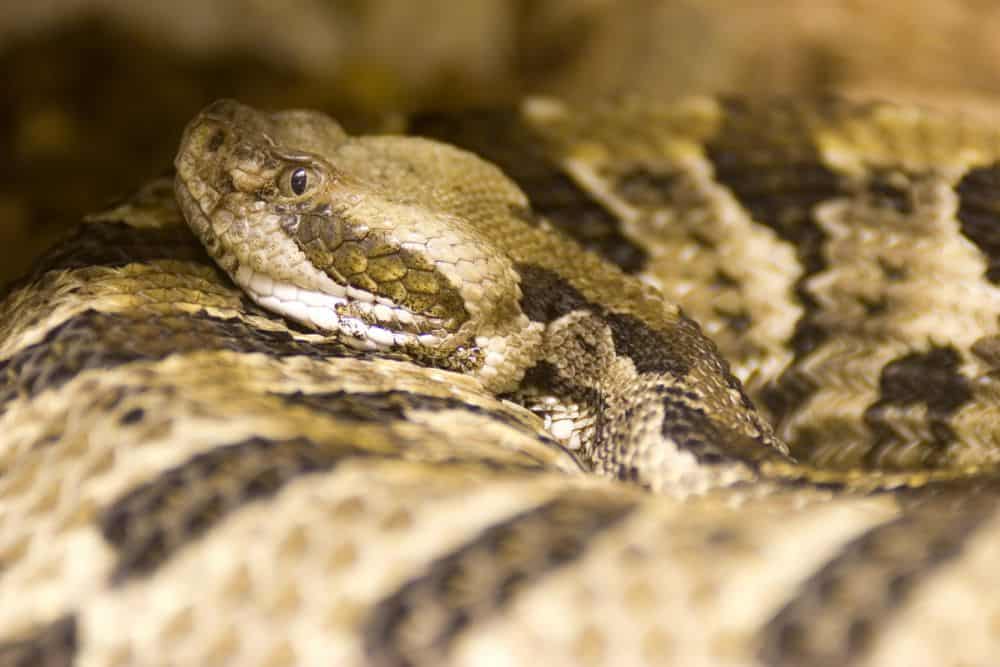 Timber rattlesnake in texas