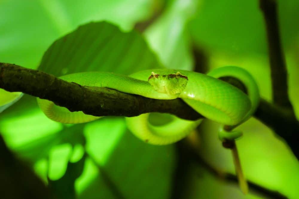 Waglers Pit Viper