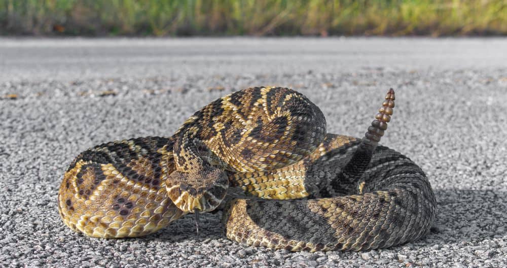 rattlesnake using rattle to protect itself