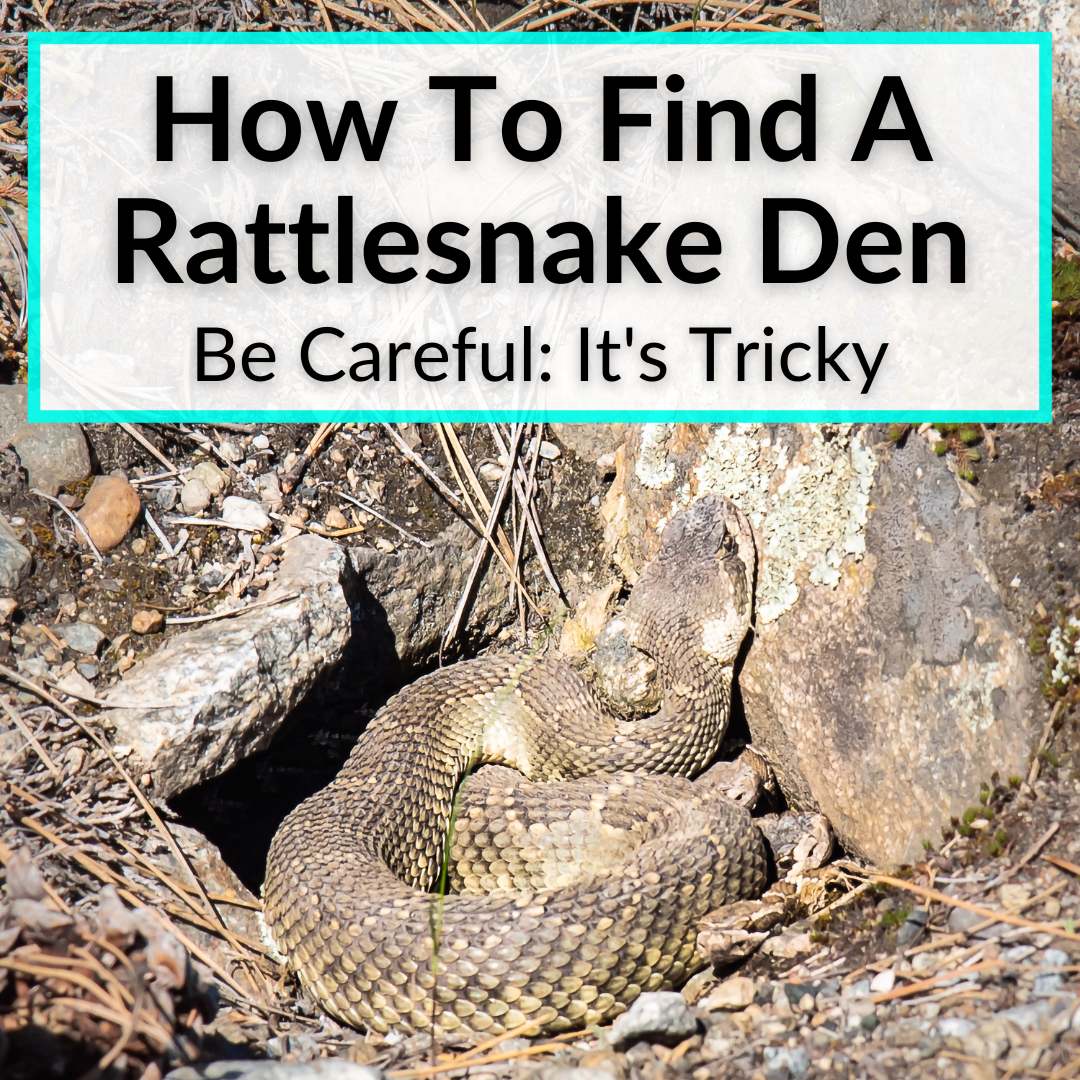 How To Find A Rattlesnake Den