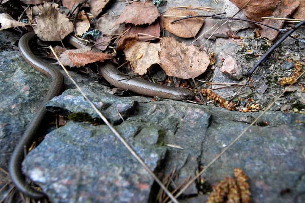 Midwest Worm Snake