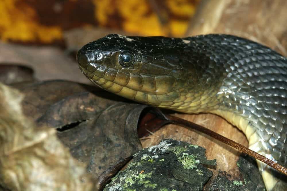 Mississippi Green Water Snake