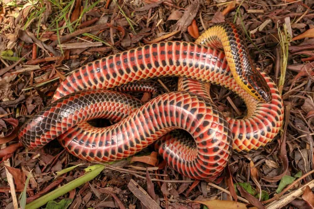 Rainbow Snake