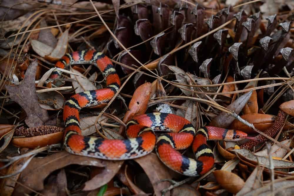 Northern Scarlet Snake