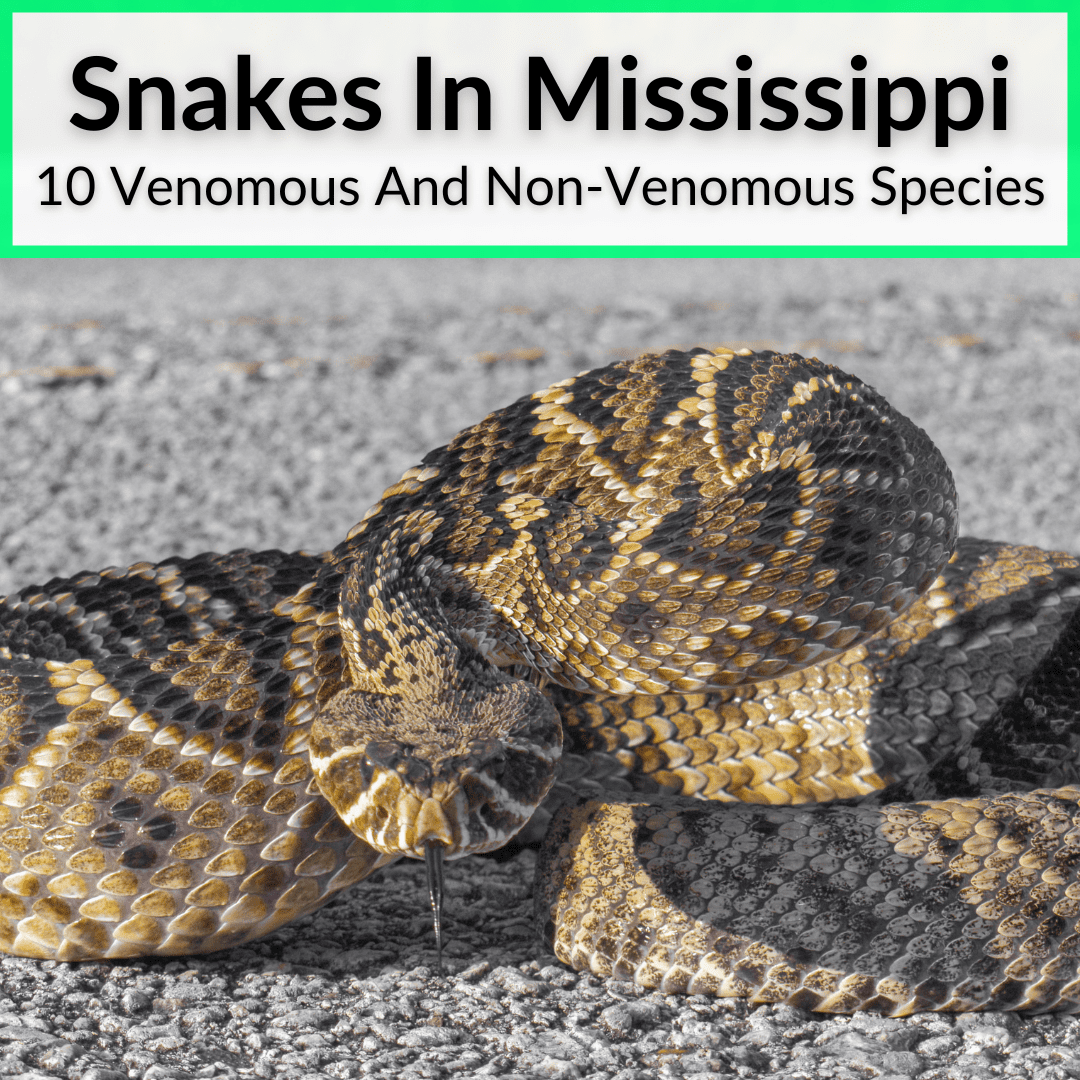 Snakes In Mississippi (10 Venomous And NonVenomous Species)