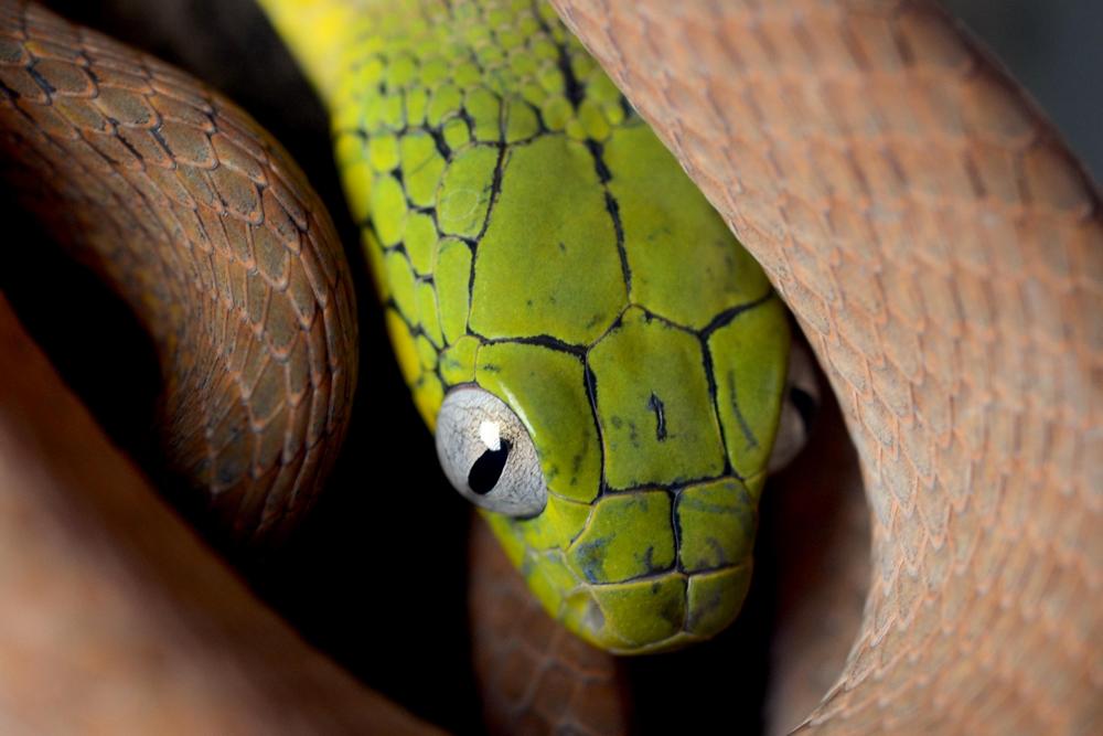 eye on green snake