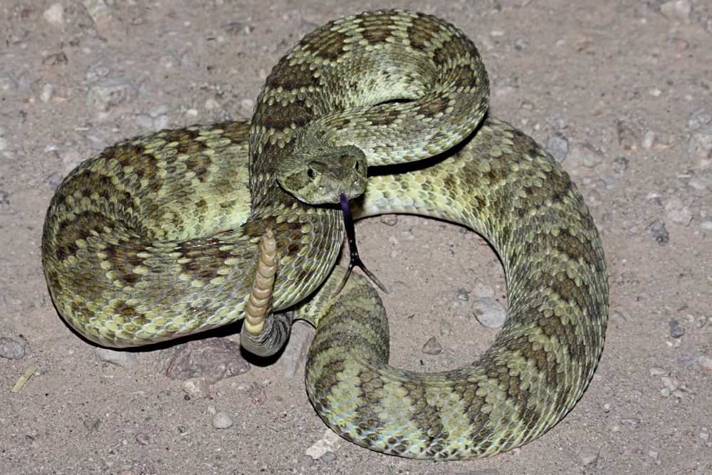 rattlesnake traveling