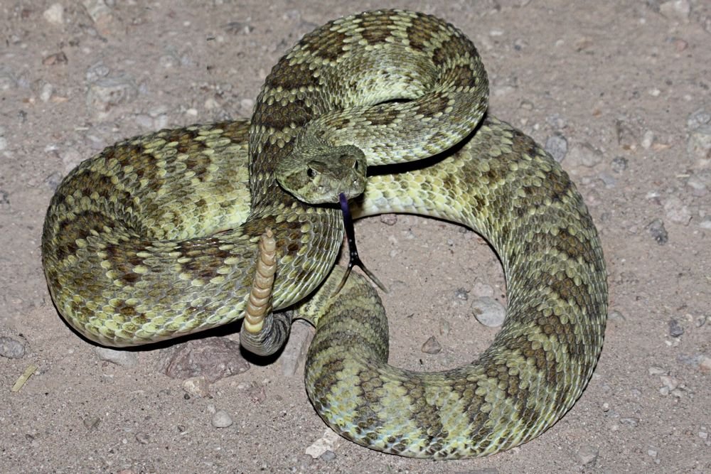 Mojave Rattlesnake