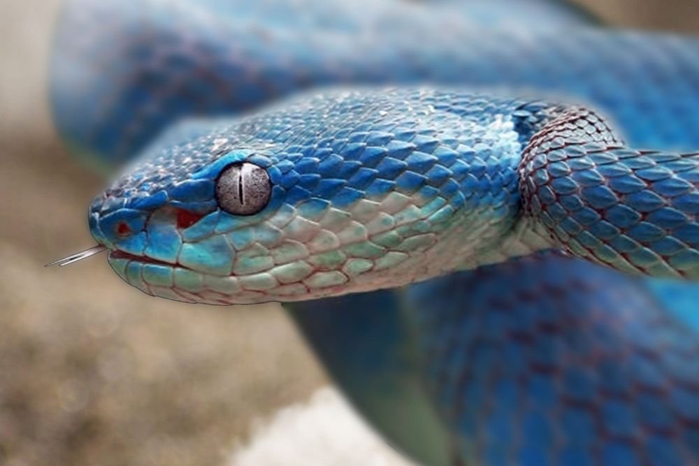 snake eye close up