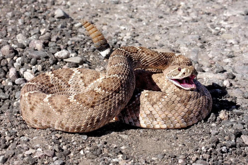 snake basking