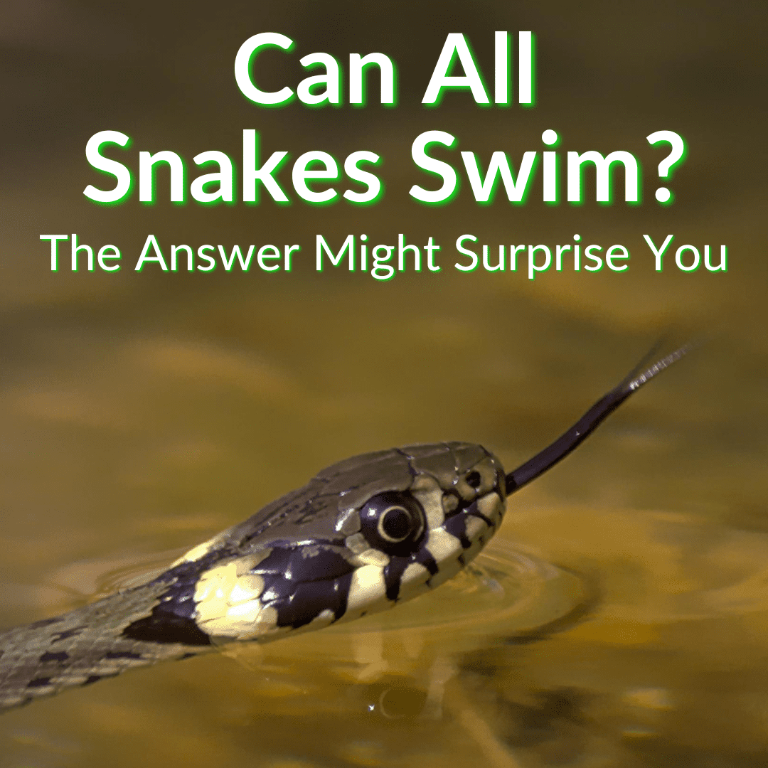 Can All Snakes Swim