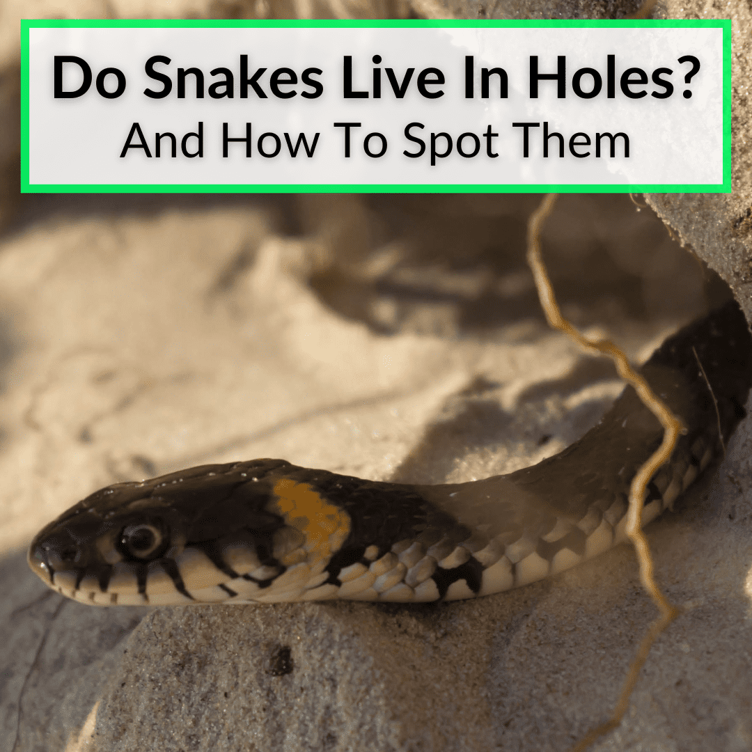 Do Snakes Live In Holes