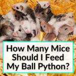 How Many Mice Should I Feed My Ball Python