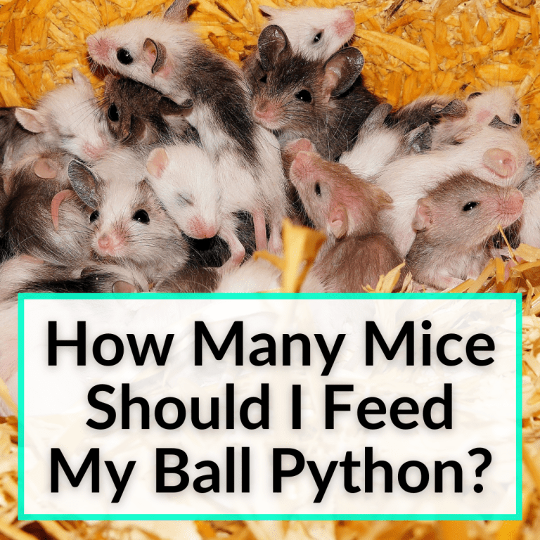 How Many Mice Should I Feed My Ball Python?