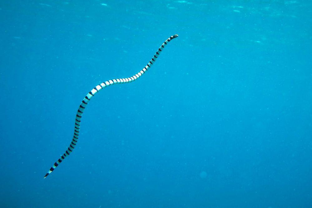 sea snake underwater