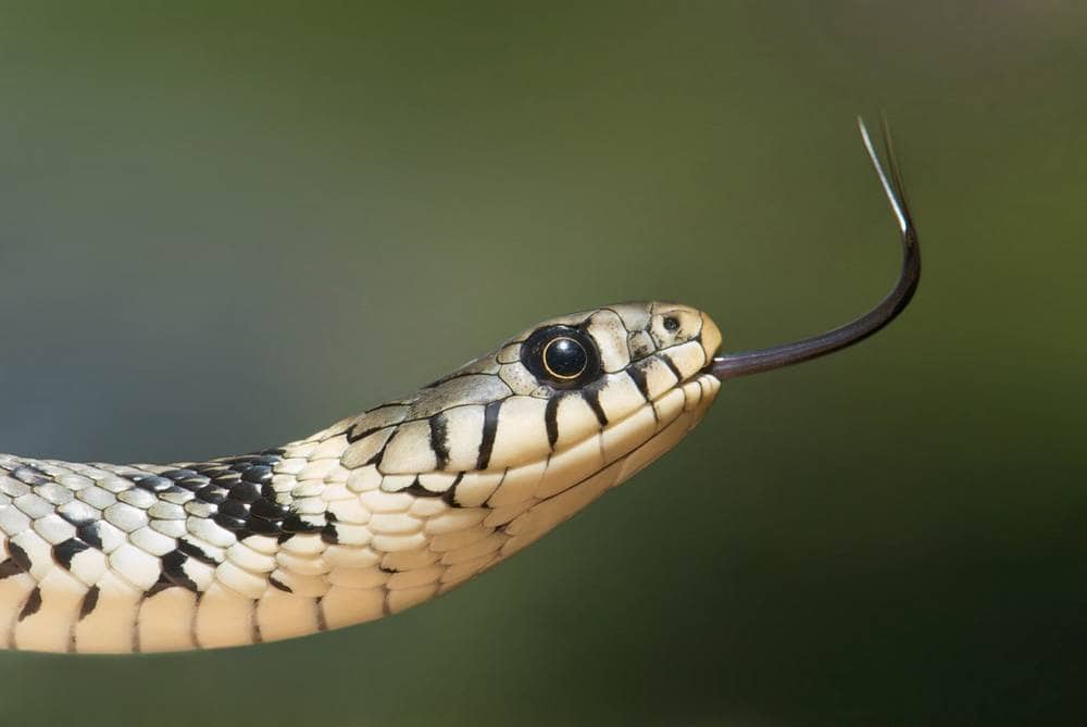 snake smelling the air with its tongue