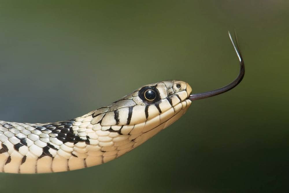 tongue flicking snake