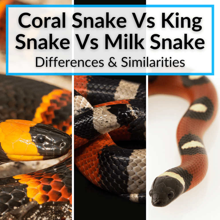 Coral Snake Vs King Snake Vs Milk Snake (Differences & Similarities)