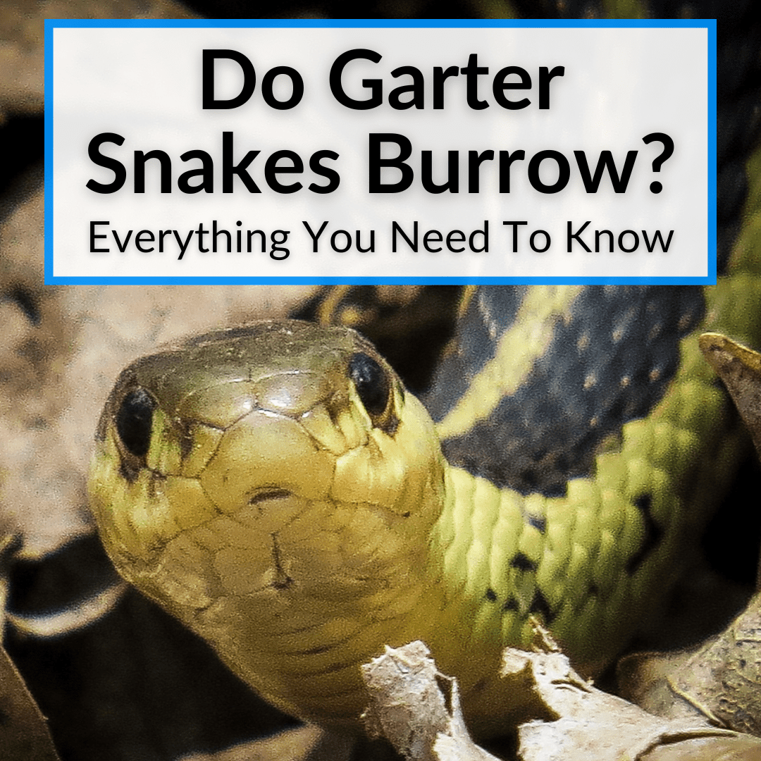 Do Garter Snakes Burrow