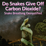 Do Snakes Give Off Carbon Dioxide