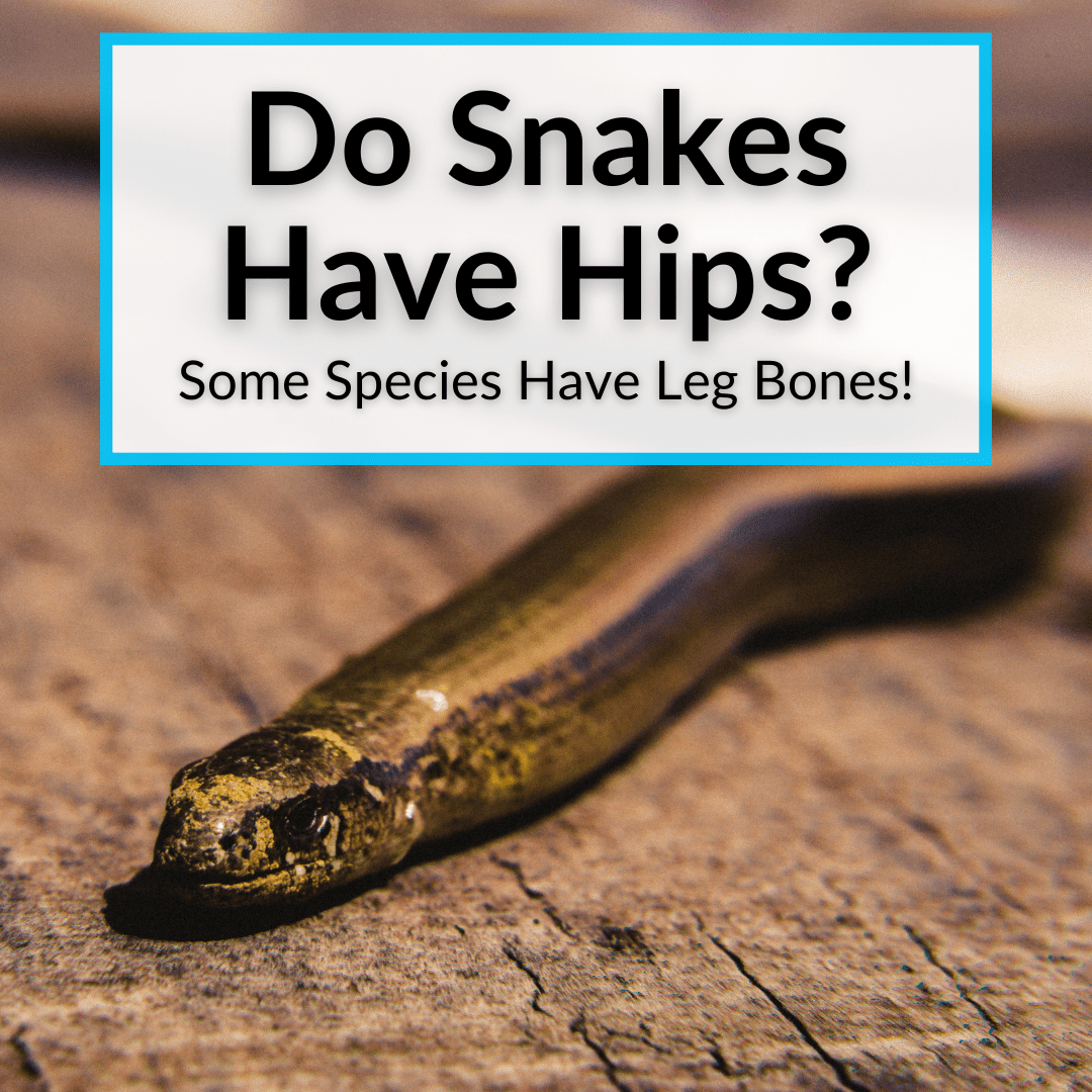 Do Snakes Have Hips