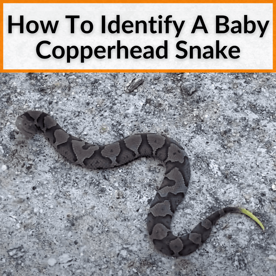 how-to-identify-a-baby-copperhead-snake