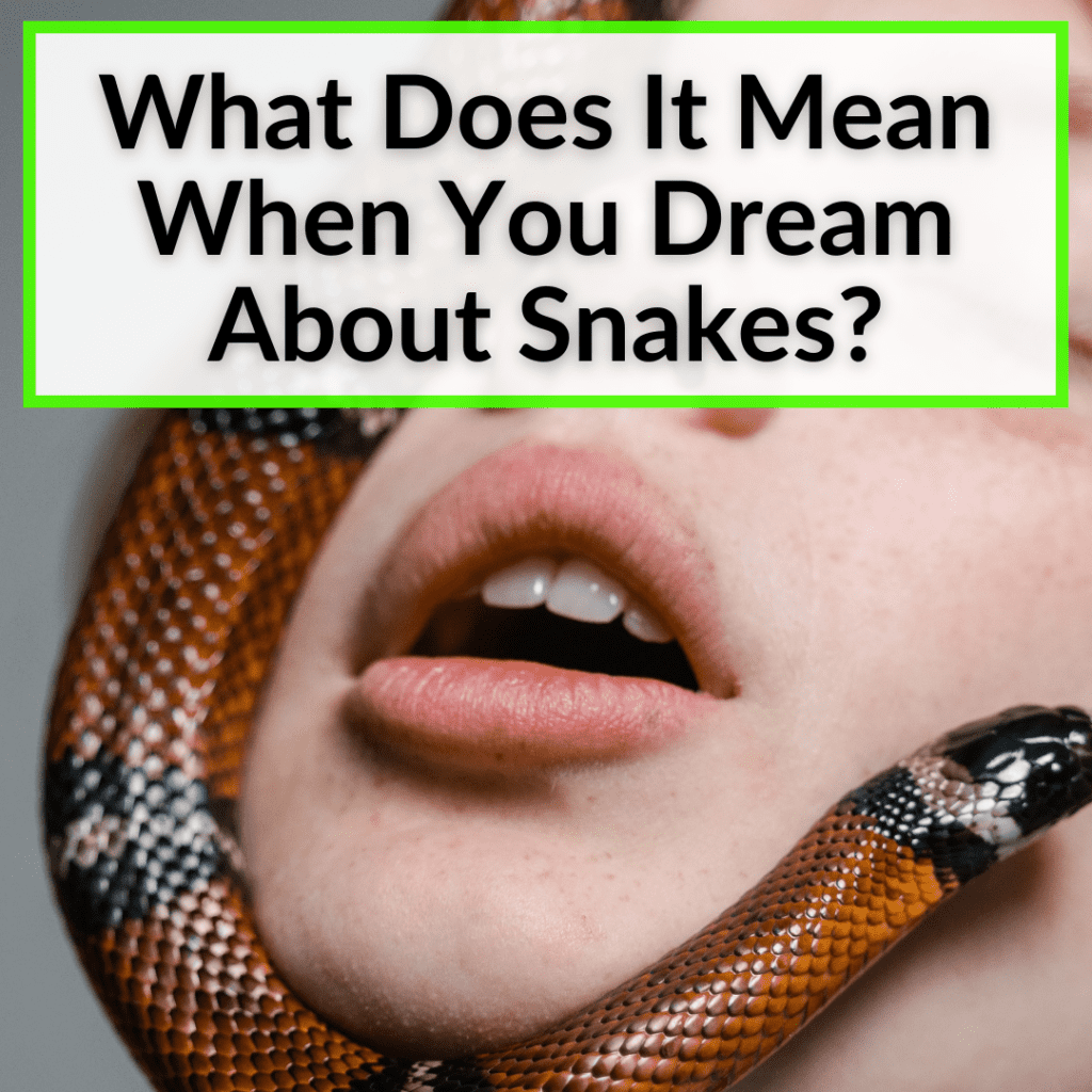 what-does-it-mean-when-you-dream-about-snakes