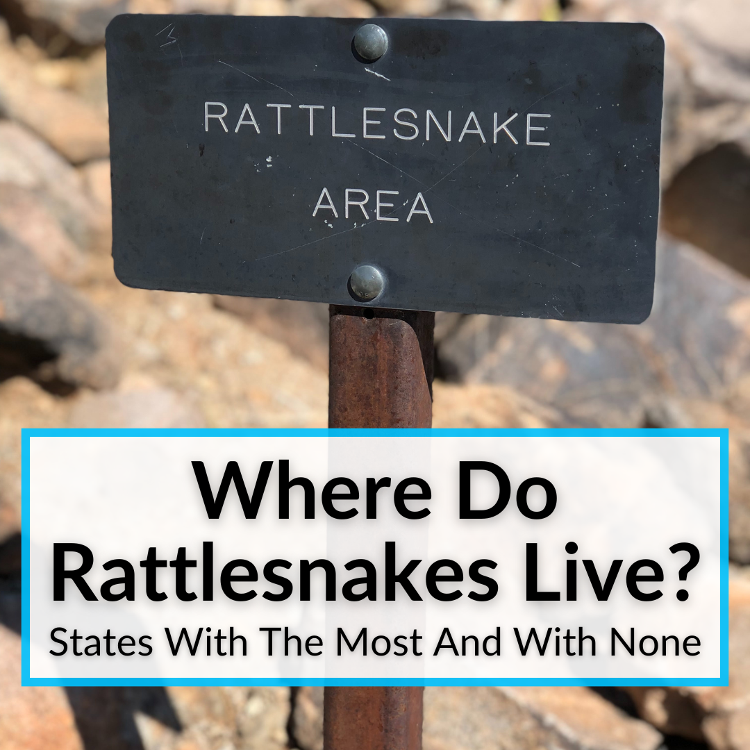 Where Do Rattlesnakes Live
