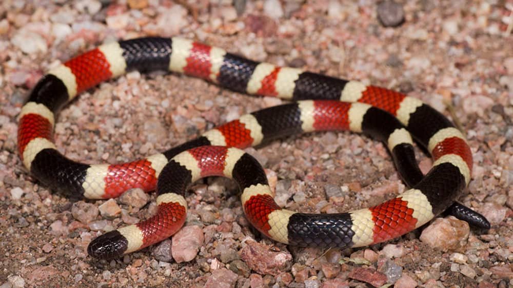 Sonoran Coral Snake