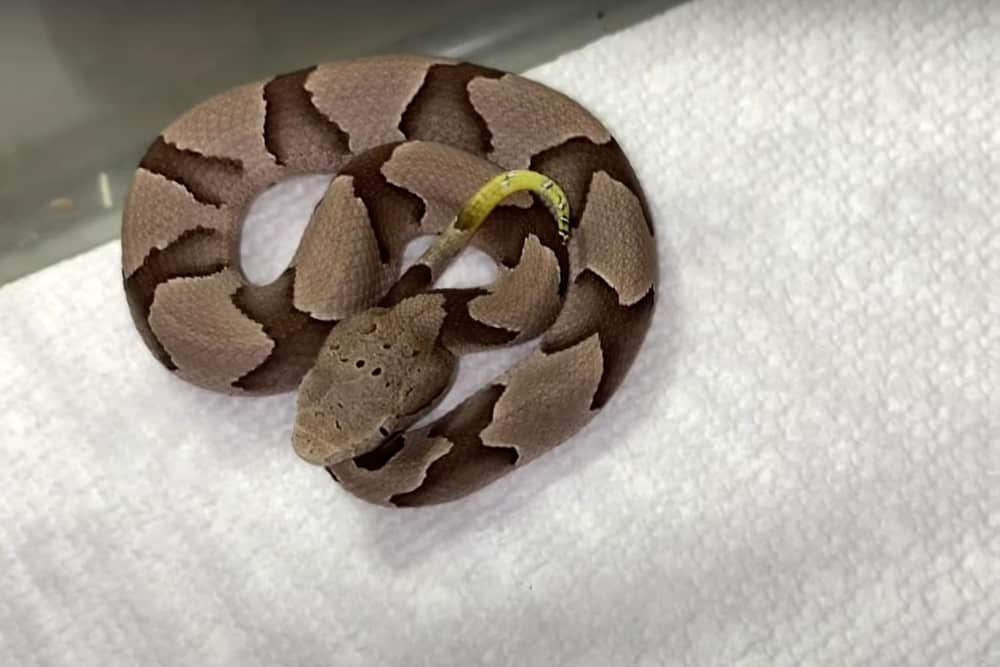 baby copperhead snake with caudal lure