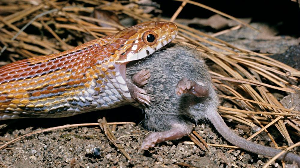 snake eating and digesting prey
