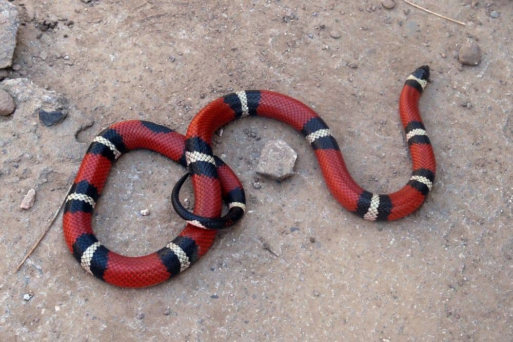 False Coral Snake