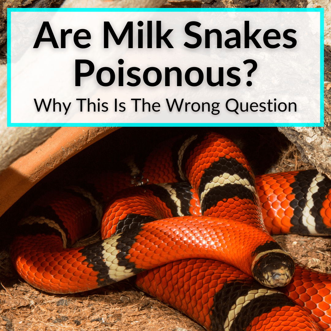 Are Milk Snakes Poisonous? (Why This Is The Wrong Question)