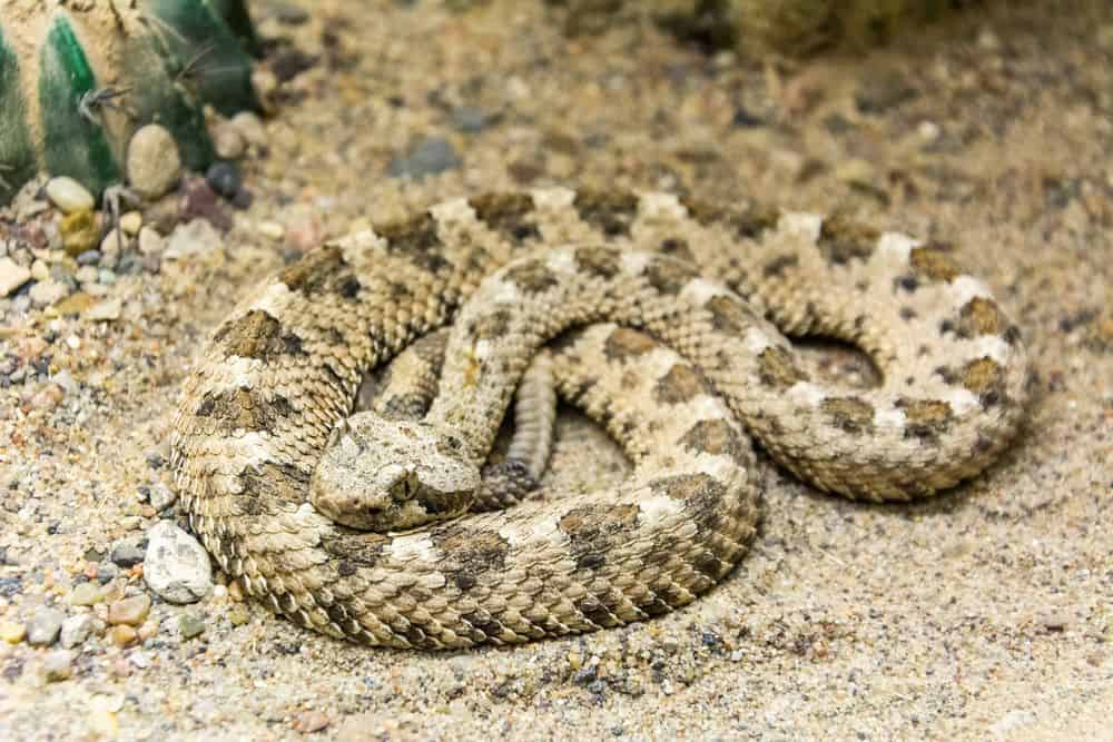 sidewinder snake in desert