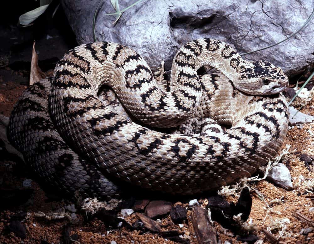 rattlesnake in indiana